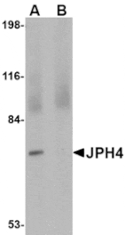 Western blot - JPH4 Antibody from Signalway Antibody (24796) - Antibodies.com