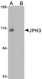 Western blot - JPH3 Antibody from Signalway Antibody (24799) - Antibodies.com