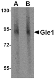 Western blot - Gle1 Antibody from Signalway Antibody (24813) - Antibodies.com