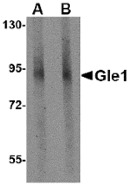 Western blot - Gle1 Antibody from Signalway Antibody (24813) - Antibodies.com