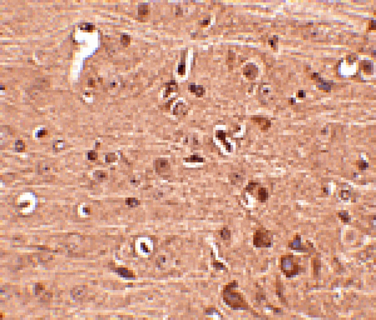 Immunohistochemistry - Gle1 Antibody from Signalway Antibody (24813) - Antibodies.com