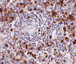 Immunohistochemistry - EBI3 Antibody from Signalway Antibody (24814) - Antibodies.com
