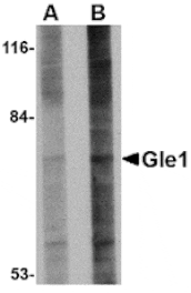 Western blot - Gle1 Antibody from Signalway Antibody (24817) - Antibodies.com