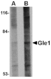 Western blot - Gle1 Antibody from Signalway Antibody (24817) - Antibodies.com