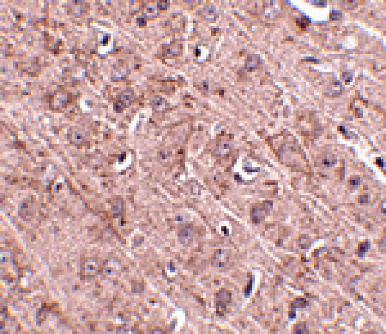 Immunohistochemistry - Gle1 Antibody from Signalway Antibody (24817) - Antibodies.com