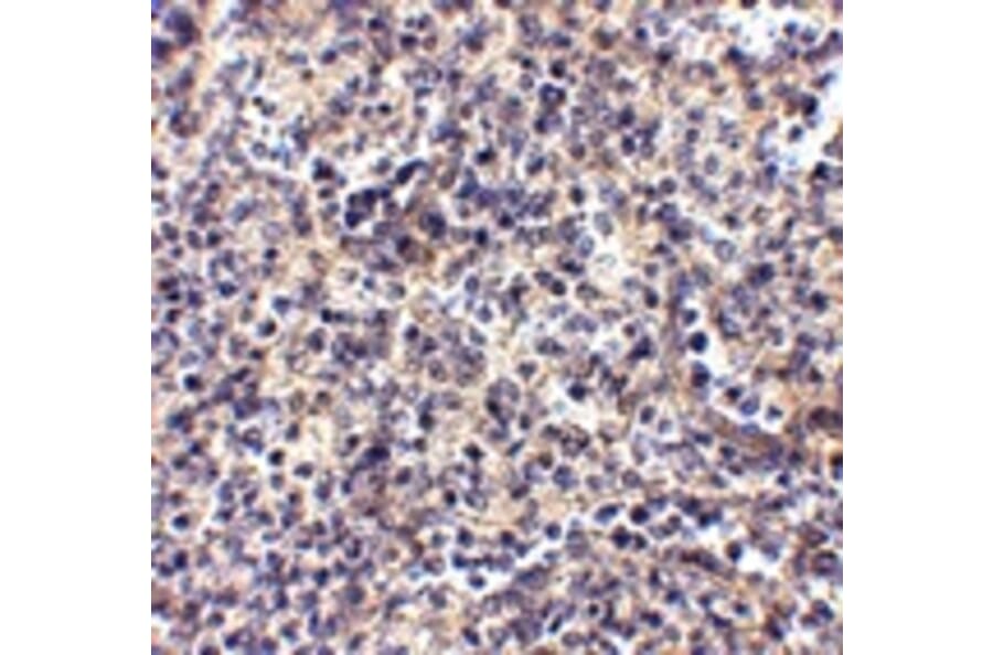 Immunohistochemistry - ATG5 Antibody from Signalway Antibody (24840) - Antibodies.com