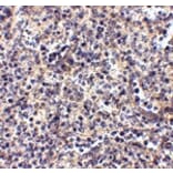 Immunohistochemistry - ATG5 Antibody from Signalway Antibody (24840) - Antibodies.com