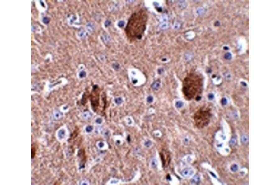 Immunohistochemistry - CDIP Antibody from Signalway Antibody (24848) - Antibodies.com