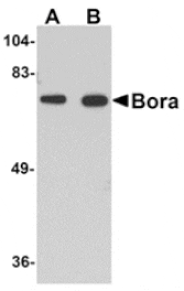 Western blot - Bora Antibody from Signalway Antibody (24866) - Antibodies.com