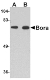 Western blot - Bora Antibody from Signalway Antibody (24866) - Antibodies.com