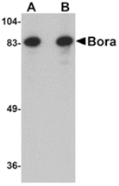 Western blot - Bora Antibody from Signalway Antibody (24871) - Antibodies.com