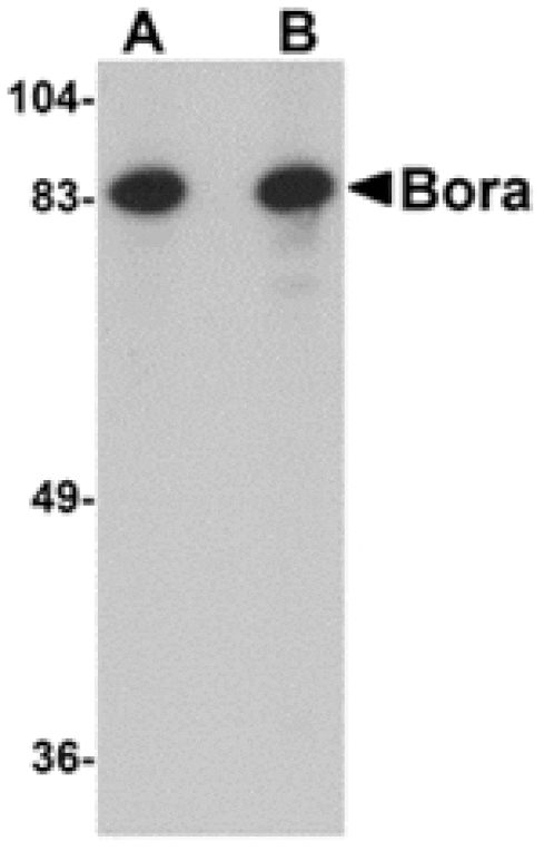 Western blot - Bora Antibody from Signalway Antibody (24871) - Antibodies.com