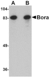 Western blot - Bora Antibody from Signalway Antibody (24871) - Antibodies.com