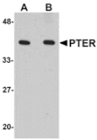 Western blot - PTER Antibody from Signalway Antibody (24898) - Antibodies.com