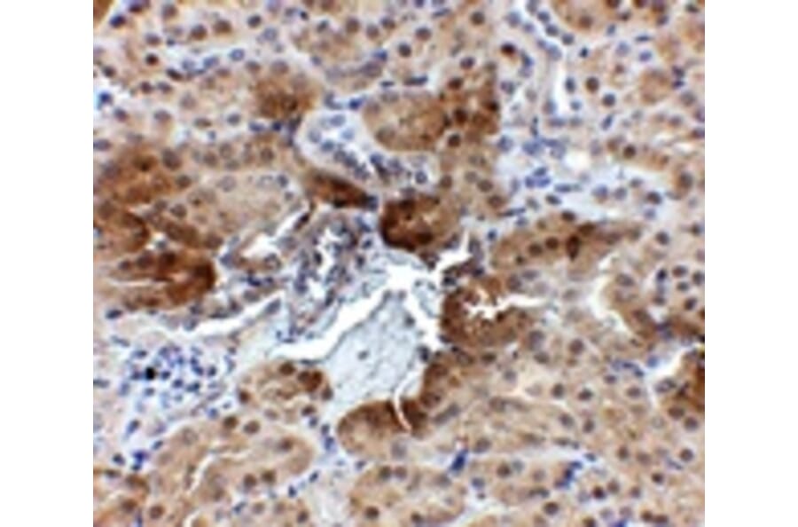Immunohistochemistry - PTER Antibody from Signalway Antibody (24898) - Antibodies.com
