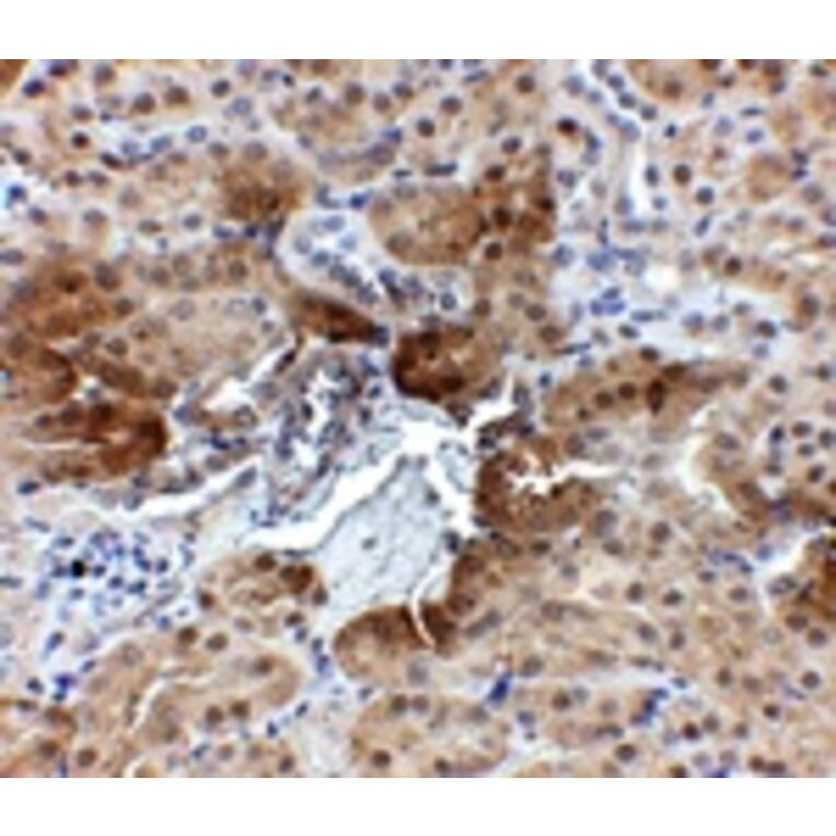 Immunohistochemistry - PTER Antibody from Signalway Antibody (24898) - Antibodies.com