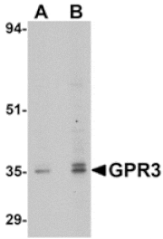 Western blot - GPR3 Antibody from Signalway Antibody (24899) - Antibodies.com