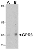Western blot - GPR3 Antibody from Signalway Antibody (24899) - Antibodies.com