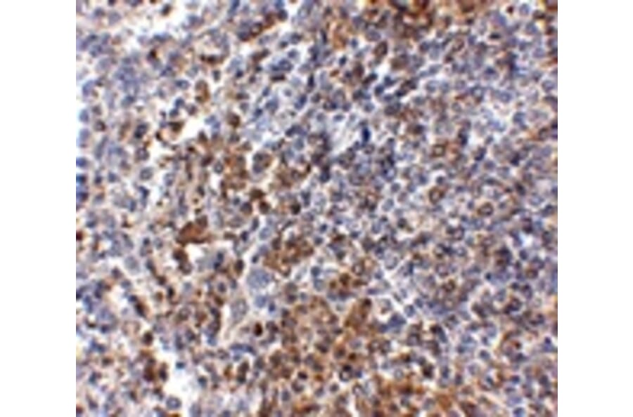 Immunohistochemistry - GPR3 Antibody from Signalway Antibody (24899) - Antibodies.com