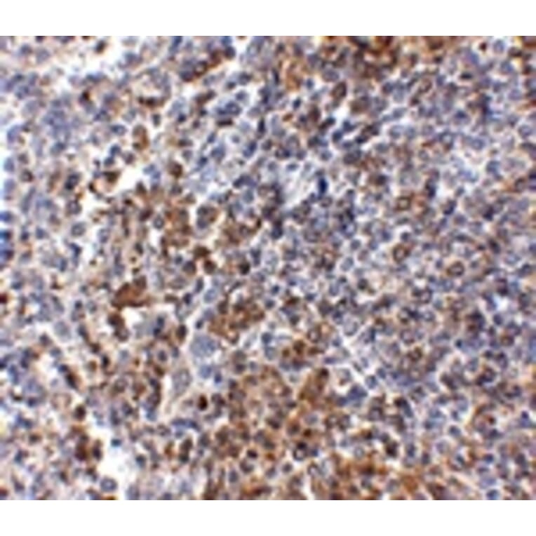 Immunohistochemistry - GPR3 Antibody from Signalway Antibody (24899) - Antibodies.com