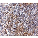 Immunohistochemistry - GPR3 Antibody from Signalway Antibody (24899) - Antibodies.com