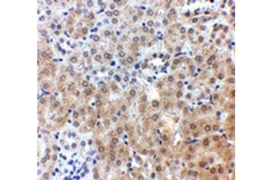 Immunohistochemistry - NPC1 Antibody from Signalway Antibody (24900) - Antibodies.com