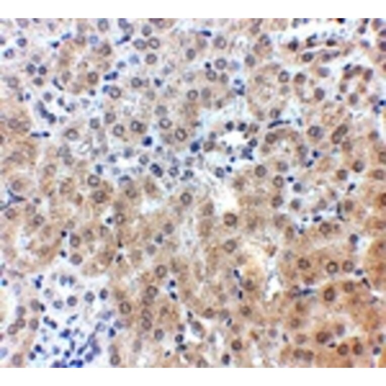 Immunohistochemistry - NPC1 Antibody from Signalway Antibody (24900) - Antibodies.com