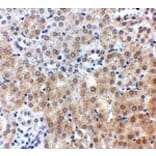 Immunohistochemistry - NPC1 Antibody from Signalway Antibody (24900) - Antibodies.com