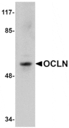 Western blot - OCLN Antibody from Signalway Antibody (24902) - Antibodies.com