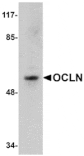 Western blot - OCLN Antibody from Signalway Antibody (24902) - Antibodies.com