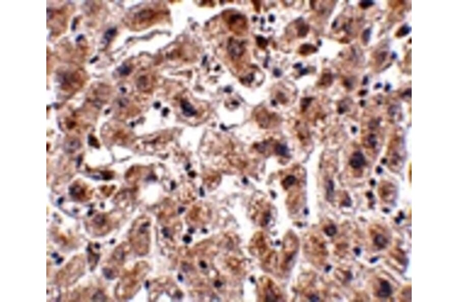 Immunohistochemistry - OCLN Antibody from Signalway Antibody (24902) - Antibodies.com