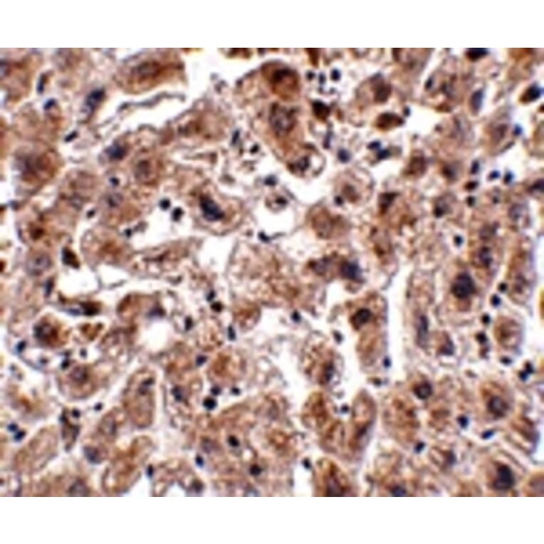 Immunohistochemistry - OCLN Antibody from Signalway Antibody (24902) - Antibodies.com
