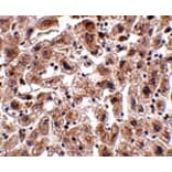 Immunohistochemistry - OCLN Antibody from Signalway Antibody (24902) - Antibodies.com