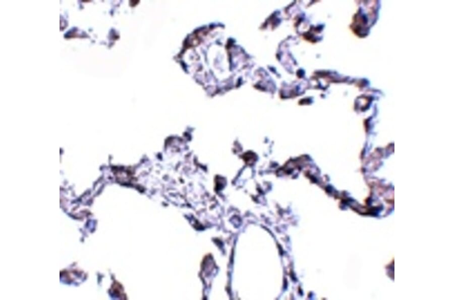 Immunohistochemistry - CD81 Antibody from Signalway Antibody (24904) - Antibodies.com