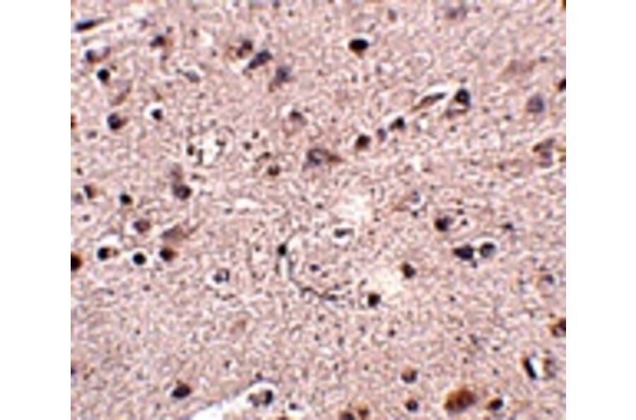 Immunohistochemistry - MC4R Antibody from Signalway Antibody (24906) - Antibodies.com