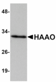 Western blot - HAAO Antibody from Signalway Antibody (24926) - Antibodies.com