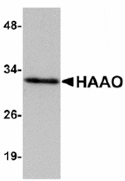 Western blot - HAAO Antibody from Signalway Antibody (24926) - Antibodies.com