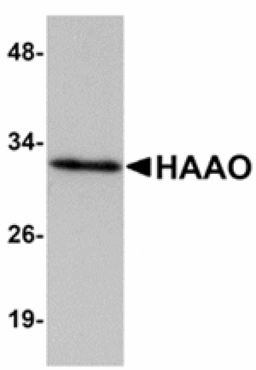 Western blot - HAAO Antibody from Signalway Antibody (24926) - Antibodies.com