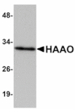 Western blot - HAAO Antibody from Signalway Antibody (24926) - Antibodies.com