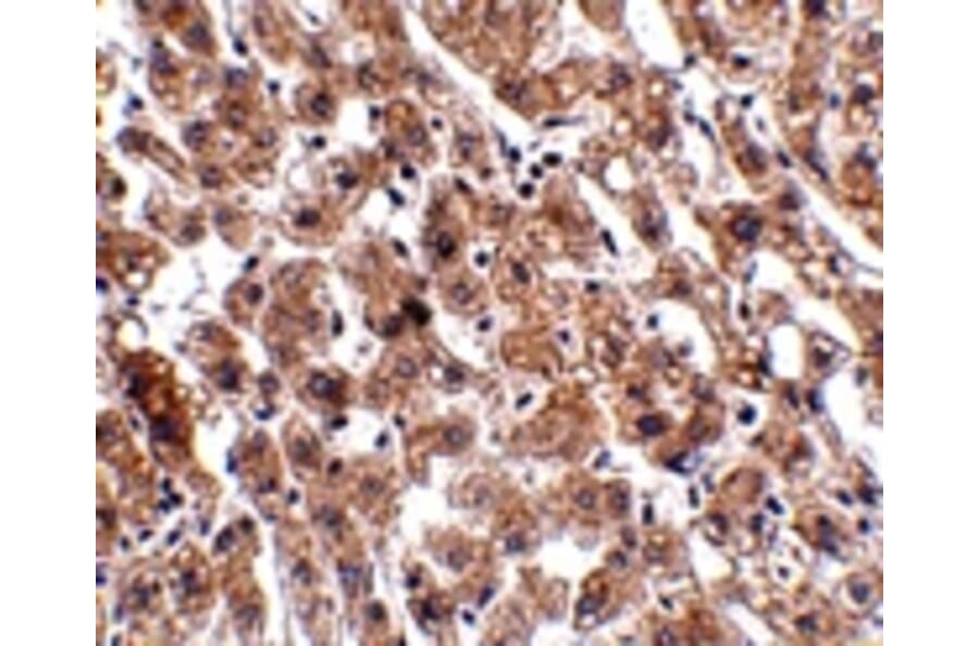 Immunohistochemistry - HAAO Antibody from Signalway Antibody (24926) - Antibodies.com