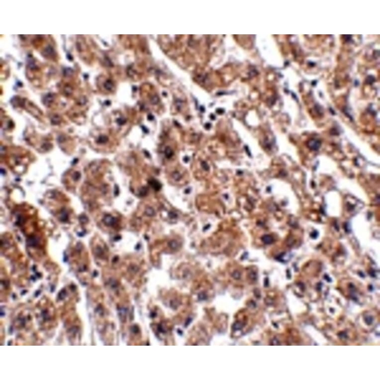 Immunohistochemistry - HAAO Antibody from Signalway Antibody (24926) - Antibodies.com