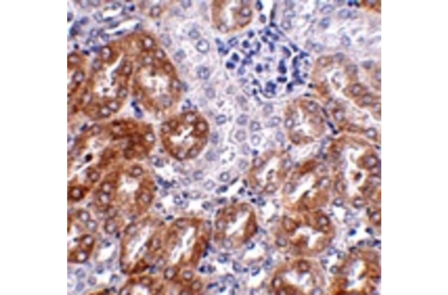 Immunohistochemistry - LIAR Antibody from Signalway Antibody (24931) - Antibodies.com