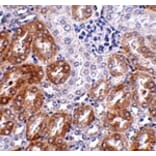 Immunohistochemistry - LIAR Antibody from Signalway Antibody (24931) - Antibodies.com