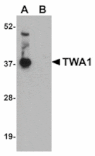 Western blot - TWA1 Antibody from Signalway Antibody (24949) - Antibodies.com