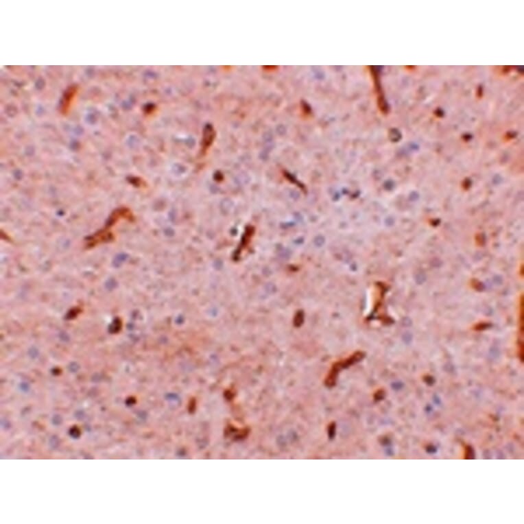 Immunohistochemistry - TWA1 Antibody from Signalway Antibody (24949) - Antibodies.com