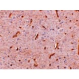 Immunohistochemistry - TWA1 Antibody from Signalway Antibody (24949) - Antibodies.com