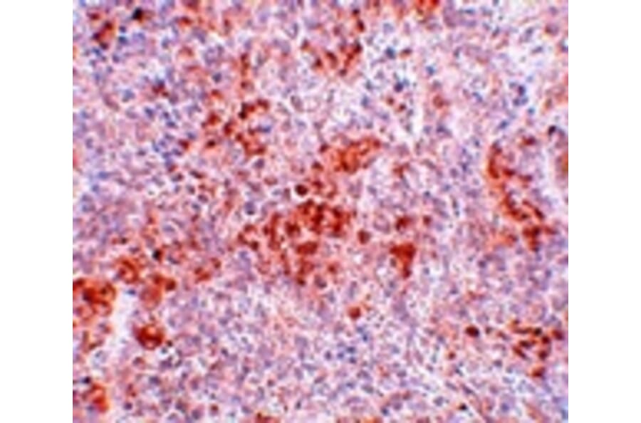Immunohistochemistry - BFAR Antibody from Signalway Antibody (25048) - Antibodies.com