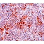 Immunohistochemistry - BFAR Antibody from Signalway Antibody (25048) - Antibodies.com