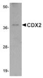 Western blot - CDX2 Antibody from Signalway Antibody (25050) - Antibodies.com