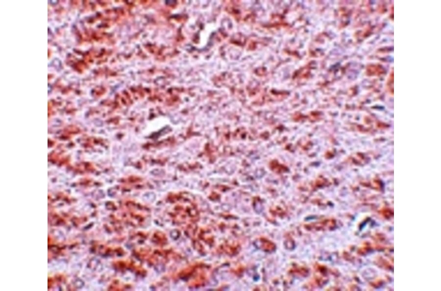 Immunohistochemistry - CDX2 Antibody from Signalway Antibody (25050) - Antibodies.com